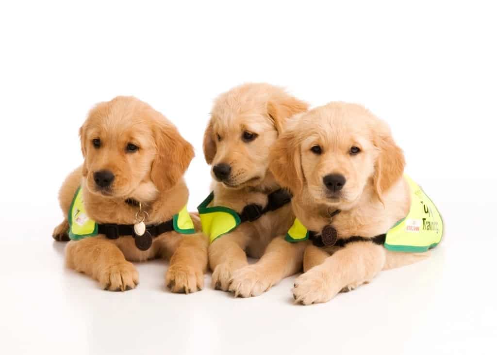 irish guide dogs